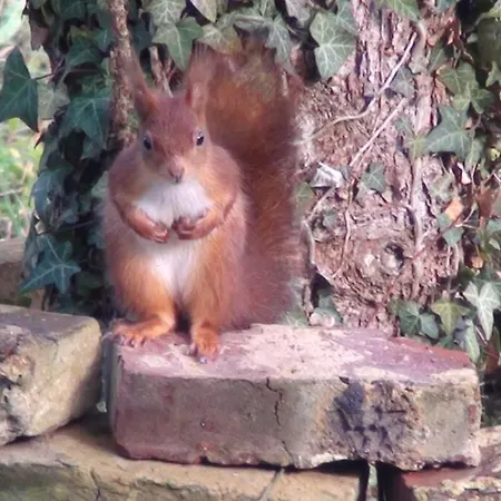 Aux Nobles Acacias *