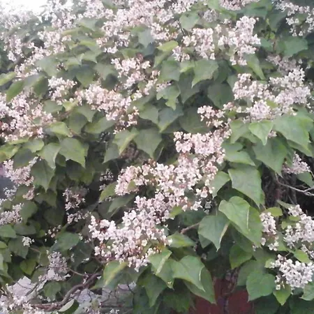 Appartement Aux Nobles Acacias *