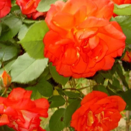 Aux Nobles Acacias *