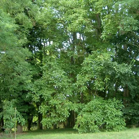 Aux Nobles Acacias